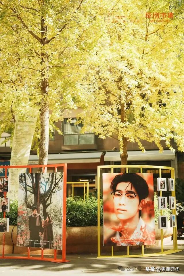 赏银杏、会海鸥，邂逅一场丰容的“昆明式暖冬”