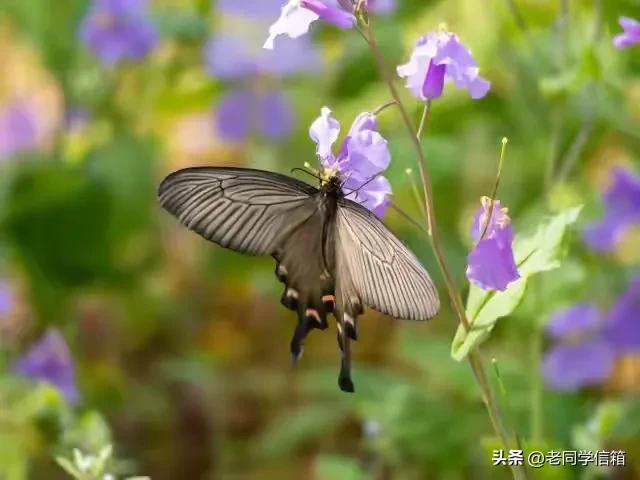 我搭伙过3个女人，发现女人过了55岁还找男人，无非就3个原因