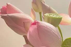 A股市场，最大的空头：散户图片