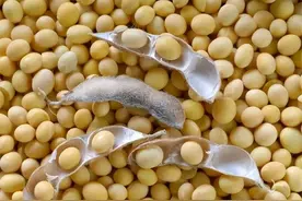 今天给大家分享一种特别实用的肥料：黄豆发酵肥图片