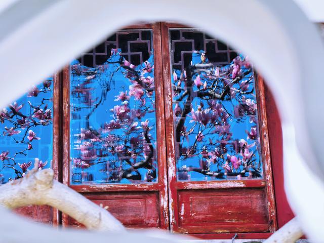 玉兰花开，网师园尽显中式浪漫