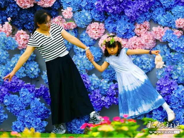 绣球花展点亮滇池
