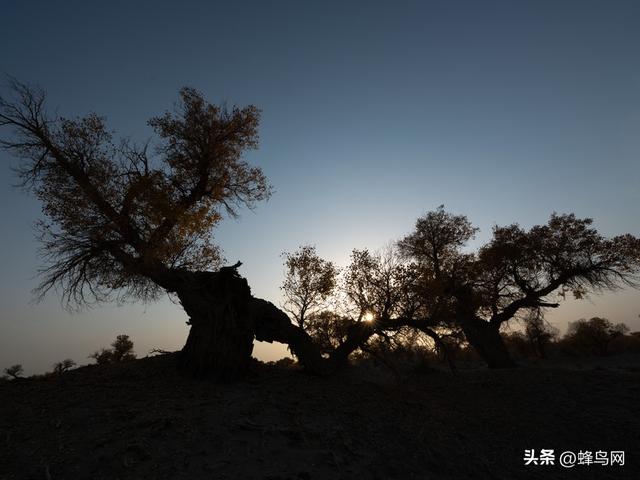 南疆寻秋--富士GFX100 II刻画南疆的雪山、沙漠与胡杨