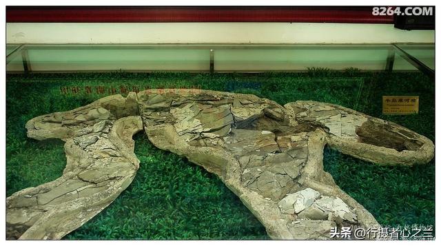 山东行游影记（36）—平邑天宇自然博物馆（十一）