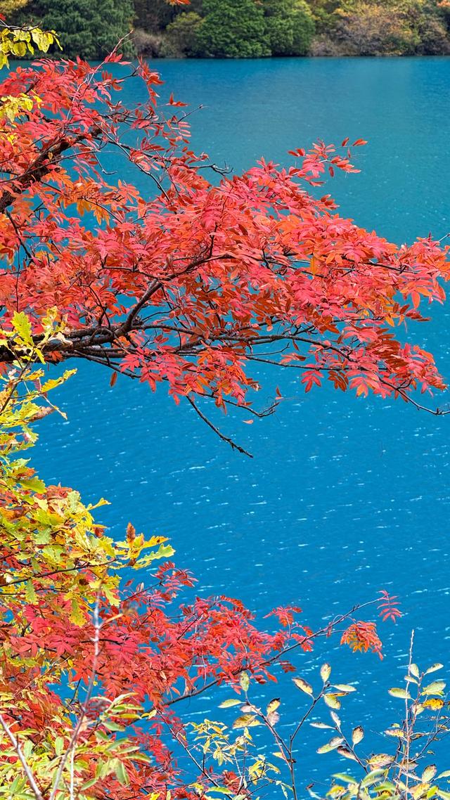 一日游暴走2.5w步，九寨沟遇见最美的秋天，色彩斑斓如童话世界！