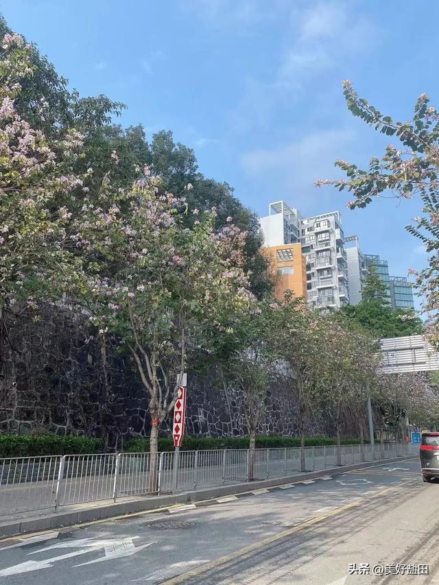 盐田林荫道，永远是封神的存在
