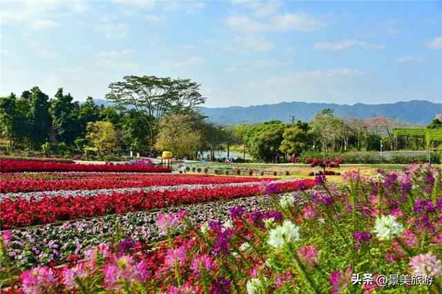 入园赏春花，回家带年花，佛山卡玛缤纷花世界年花节开幕了