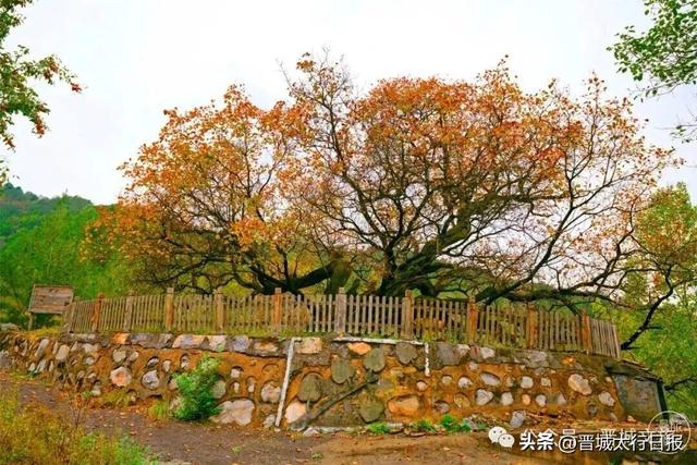 刷屏了！晋城“新顶流”！