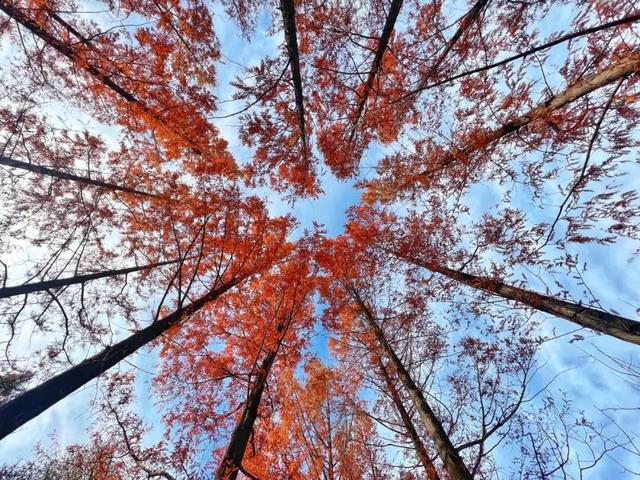 发现丰台之美 | 秋末冬初 落叶静美🧡