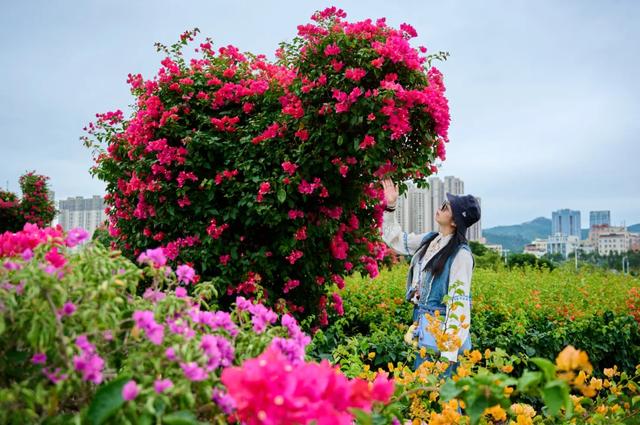 这是冬天？厦门暖冬花花花花花花样缤纷~