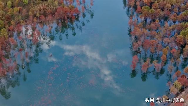 宁国红杉林：观赏指数Ⅱ级！