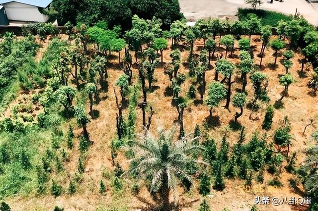 马云时隔6年现身蚂蚁森林，目前已种下6亿棵树，马云开心和树比高