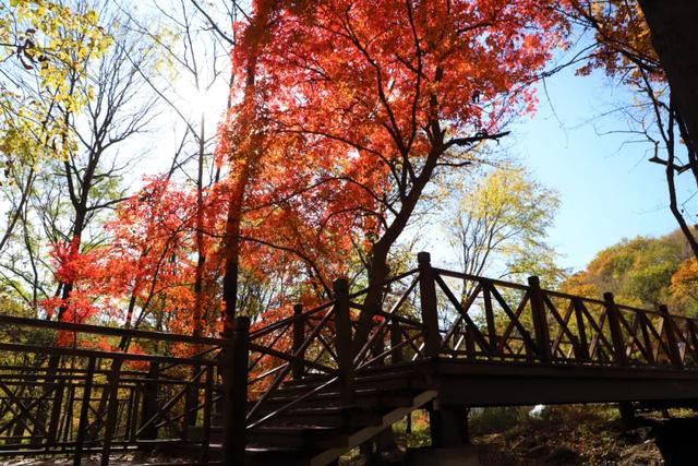 G334秋色正浓,漫红岭的红叶又美到炸裂了!