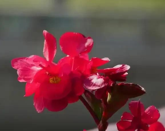 养花二十多年，吐槽好看难养、新手慎入的6大＂颜值杀手＂