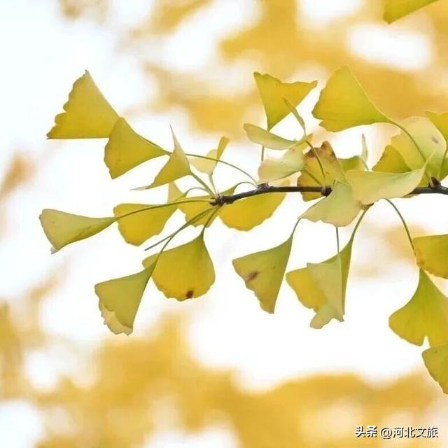 来河北这座小城：邂逅一场暖黄秋日盛宴