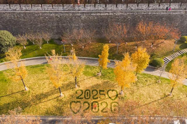 南京玄武门城墙下，环卫工大爷用落叶铺就的冬日浪漫