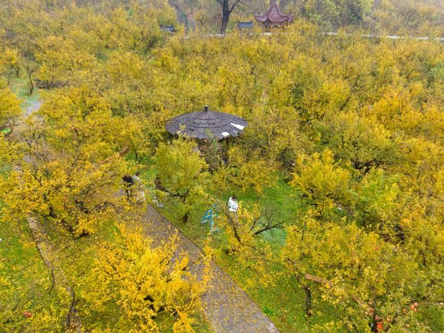 榴住五百秋：在淮北明清古园，啖一口时光的甘甜