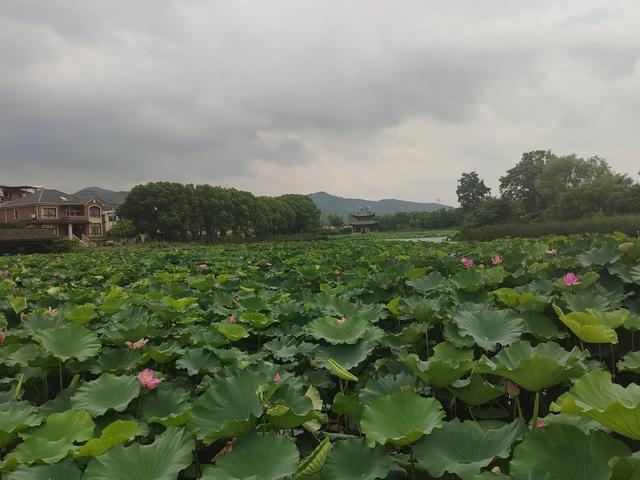 夏日漫步在杭州余杭区安溪古镇小记
