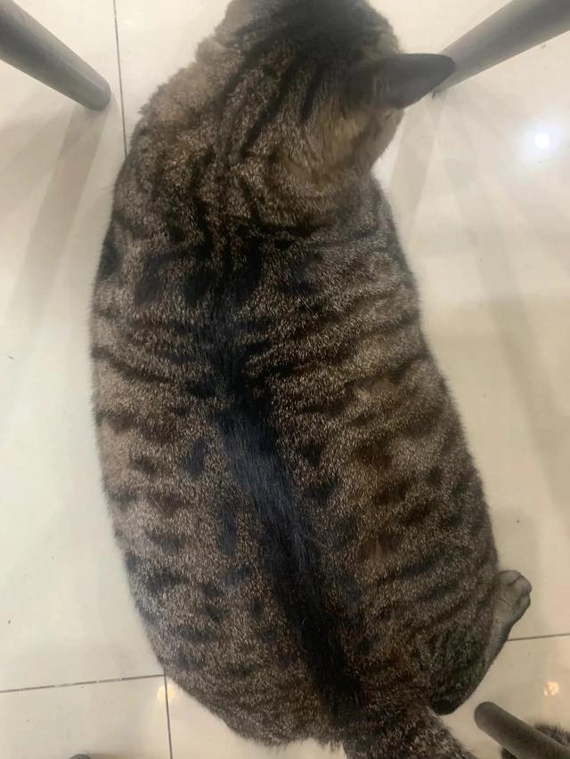 笑死了！主人展示25斤布偶猫引热议，网友：我这19斤的再加加餐？