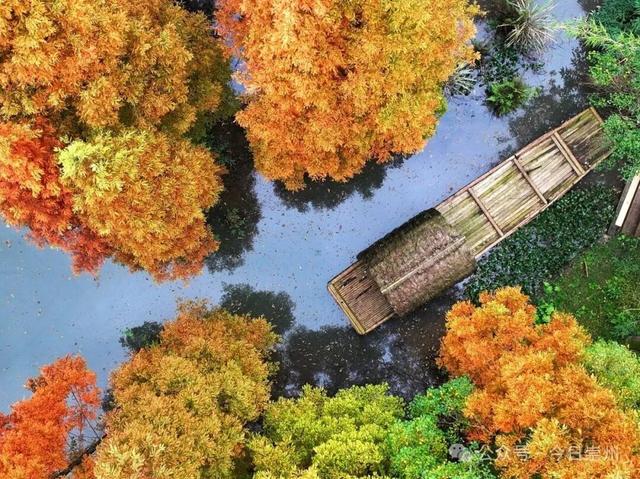 “杉杉”来了！崇州免门票小众宝藏秘境