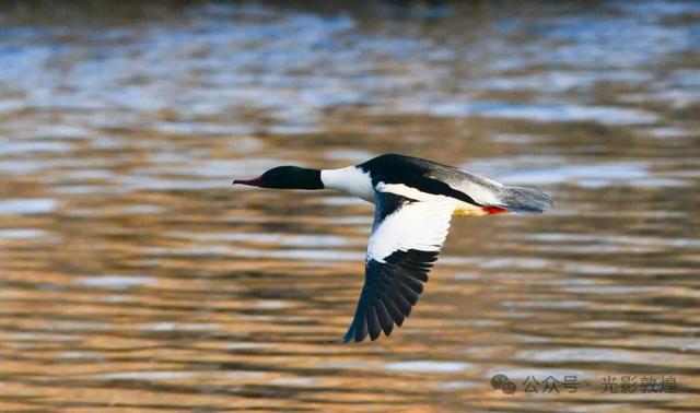 【冬天的野麻湾】阳关雪及野麻湾的飞鸟