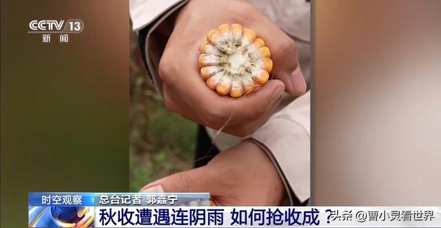 冷空气突袭！7400万亩秋粮抢收告急，农民连夜抢收保粮