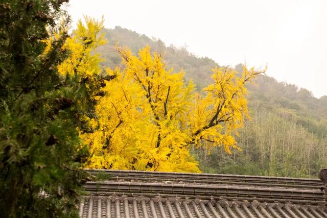 航小天带你看长安 | 霜降至，听风观金叶