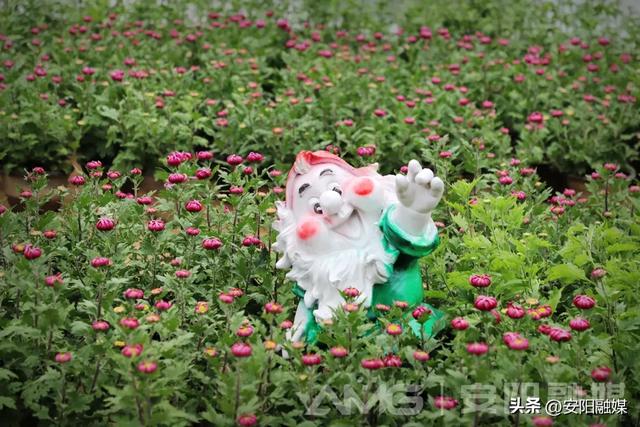 安阳市第32届菊花展开幕！持续到11月中下旬