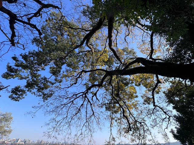 杭州红叶季：桂花之后百花杀，旖旎红叶胜百花。