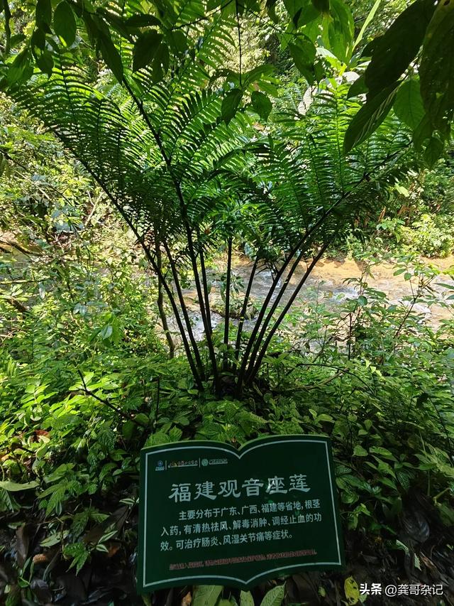 通灵大峡谷：一场与自然的梦幻邂逅