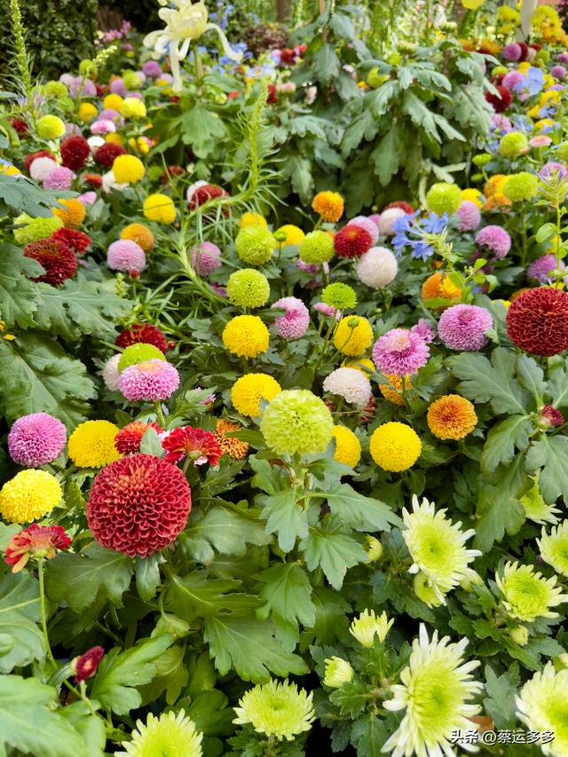 重阳节，上海赏秋之美