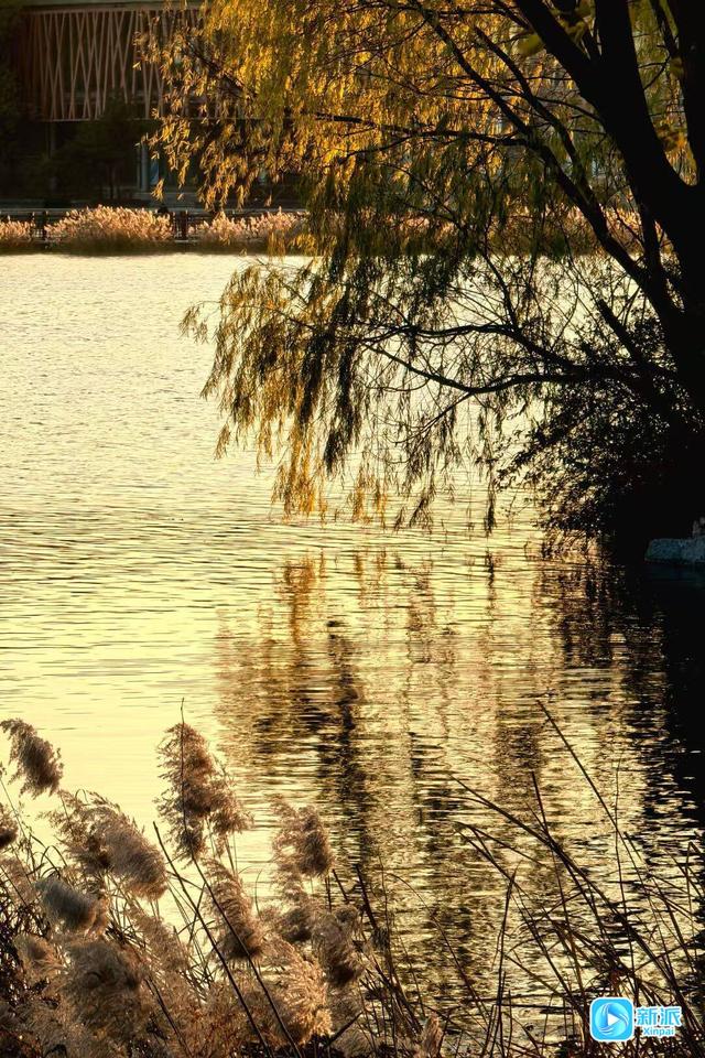朝看芦苇夕望鸟，潍坊这里的冬日氛围感拉满！