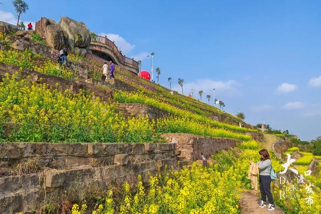 大渡口的春天也太“香”了！