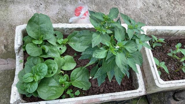 阳台种菜容器怎么选？记住这 3 点，实用又省力