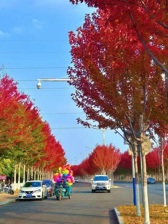 一眼被沦陷的秦皇岛枫林大道