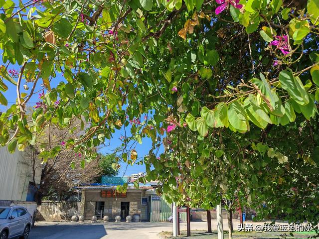 初冬时节，从北方来到了河源