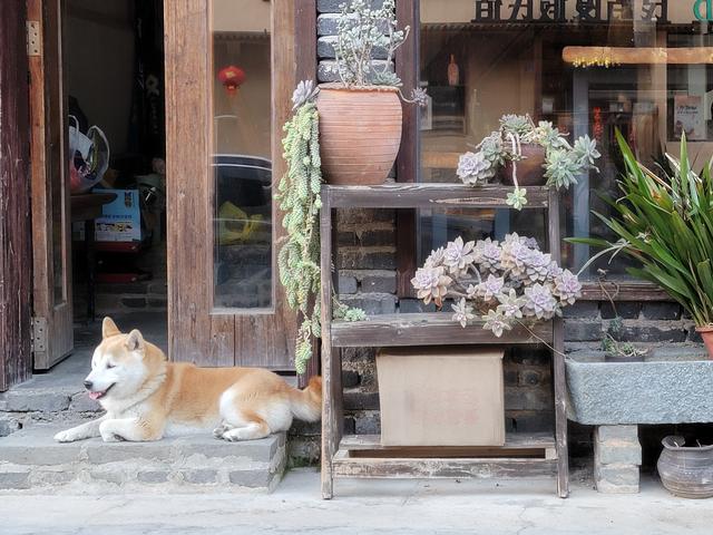 土楼拾光①:福建土楼景区——田螺坑片区（2025.2.9 漳州·南靖）