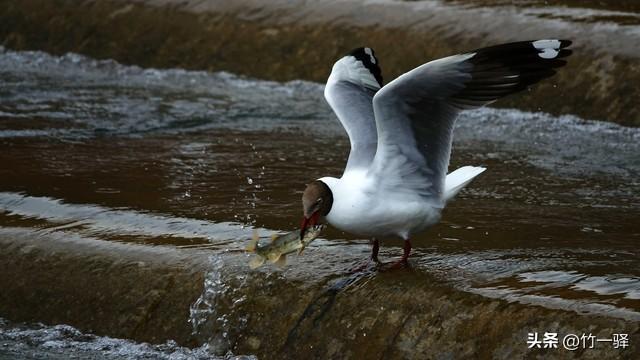 青海布哈河湿地：青海湖的母亲河