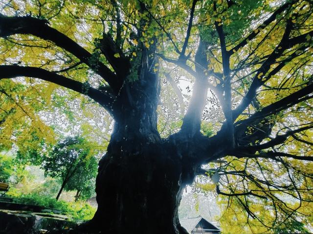 跟我回贵阳！周深发出家乡邀请，带你探寻他私藏的绿水青山！