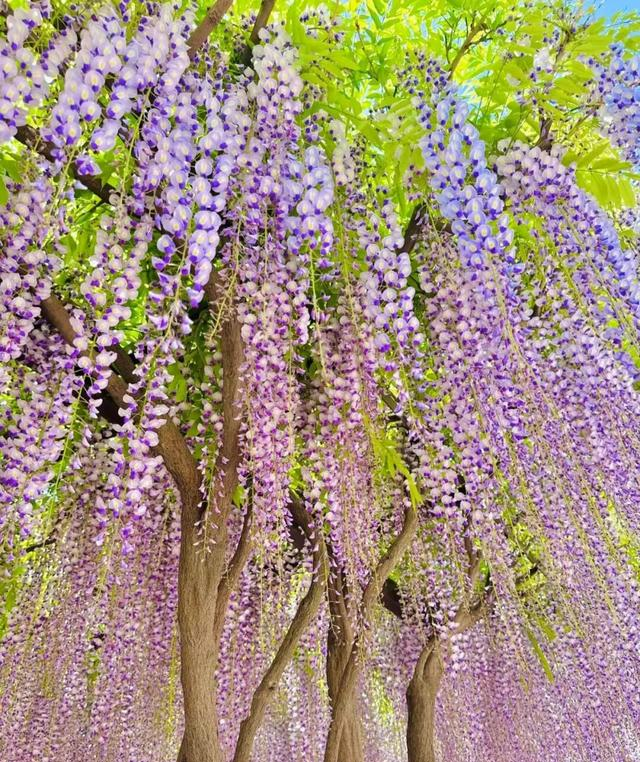 北京一处“最壮观”的紫藤花公园，犹如仙境一样美，震撼至极！