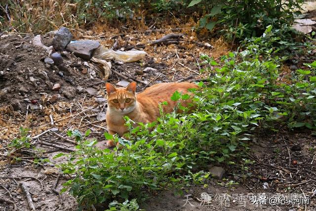 商丘电厂家属院