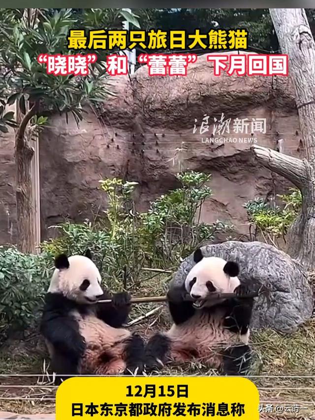 没有回旋余地，中国下令直接收回，17万日本人泪奔，高市闯祸了！