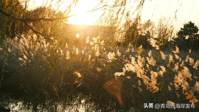 超级出片！西海岸这片芦苇荡氛围感拉满！