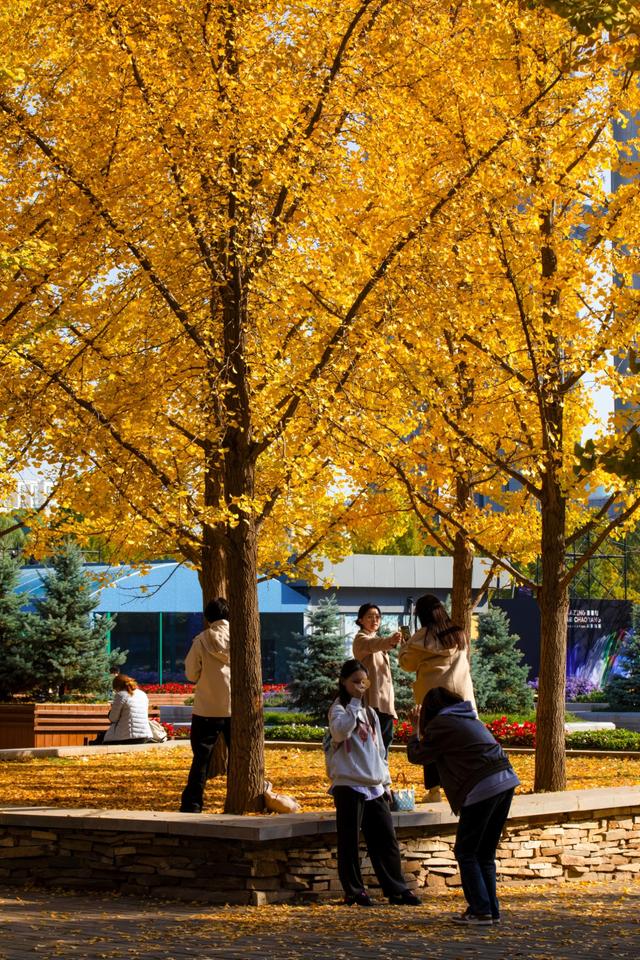 北京的秋天一定要奥林匹克森林公园！就是一场盛大的秋天盛宴
