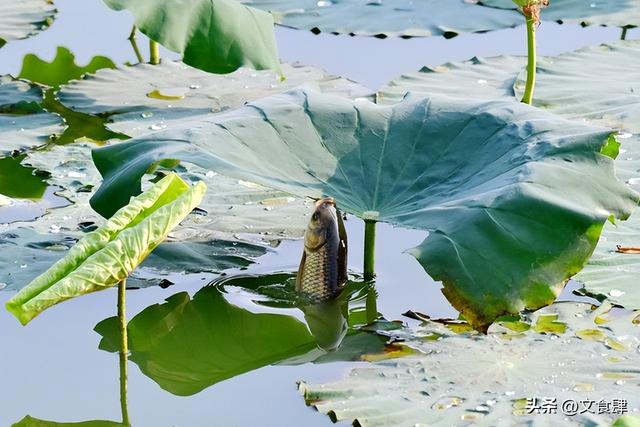 第一次来保定，就这样玩！这份攻略请收好（含美食地图）