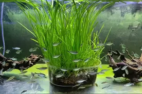 养鱼的缸底杂质和粪便，靠什么清理？图片