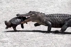 为何乌龟没有完全抢占鳖的生态位，将鳖淘汰掉？图片