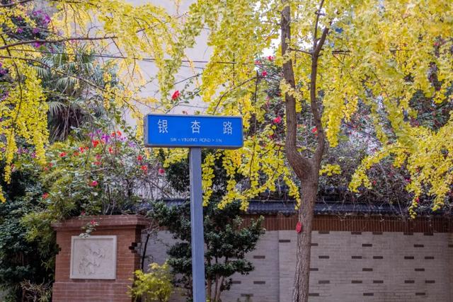 地铁直达！免费！成都20个绝美赏秋地，银杏水杉梧桐红枫限时上演！就在家门口！