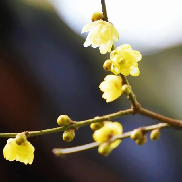 花漾邛州｜“蜡”么香，“蜡”么美！