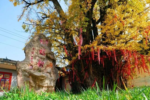 邂逅千年银杏，共赴一场时光之约